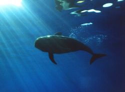 Whale at the Canarian Islands, Sea&Sea MM2 EX, F-11.0, 1:30 by Sascha Kellersohn 